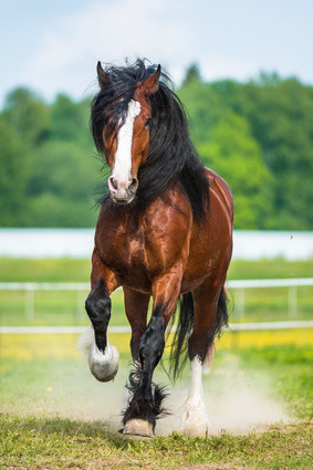 Untersuchungen am Pferdefutter bestätigen die Belastung mit Mykotoxinen.