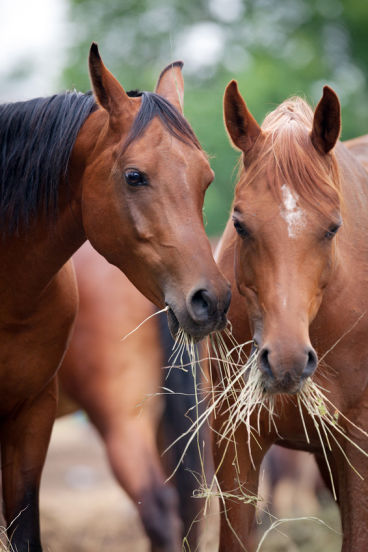 Die Statistiken zum Thema Zucker aus dem Heu für Pferde waschen, sind widersprüchlich. 