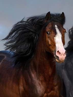 Ängstliche Pferde haben nicht selten ein tief sitzendes Trauma. Kräuter können helfen.
