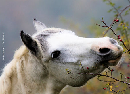 Welchen Rückschluss kann man auf den Gehalt der Spurenelemente im Blutbild des Pferdes ziehen?