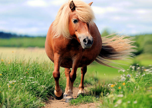 Noch ist die Ursache für das Hypophysenadenom beim Pferd gänzlich geklärt