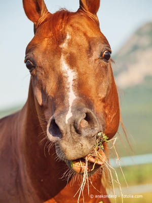 Gerstefütterung beim Pferd. Wie gesund ist Gluten für das Pferd?