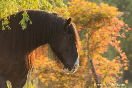Vitamin B Mangel beim Pferd. Häufig sind Verdauungsprobleme daran schuld
