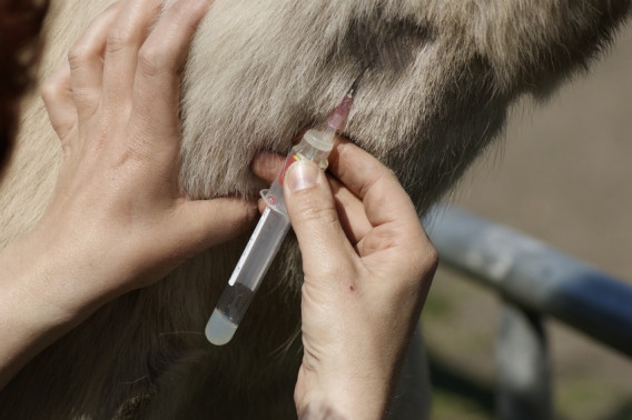 Das Blutbild eines Pferdes liefert verschiedenste Informationen bezüglich des Gesundheitszustandes.