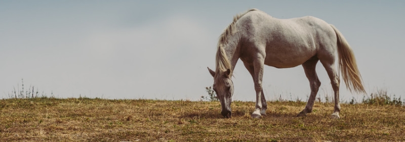 Der heiße Sommer macht aus Weiden für Pferde dürre Landschaften.