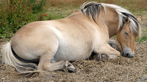 Pferd schläft