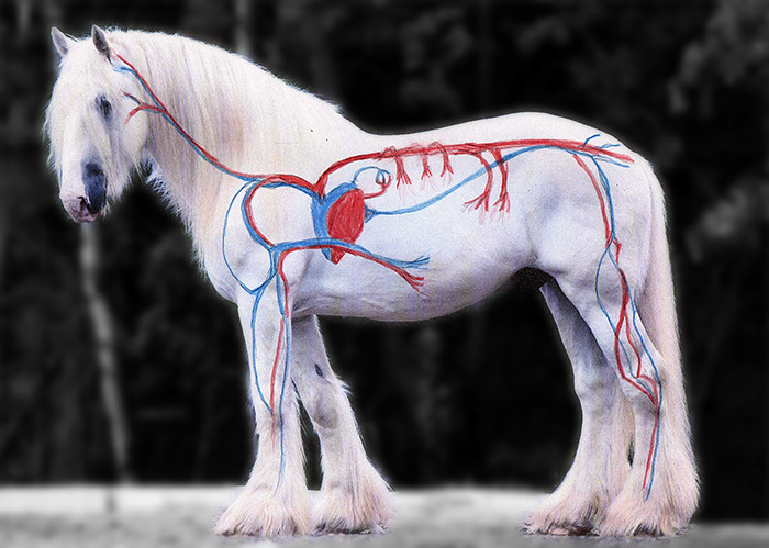 Herz- & Kreislaufprobleme beim Pferd können verschiedene Ursachen haben.