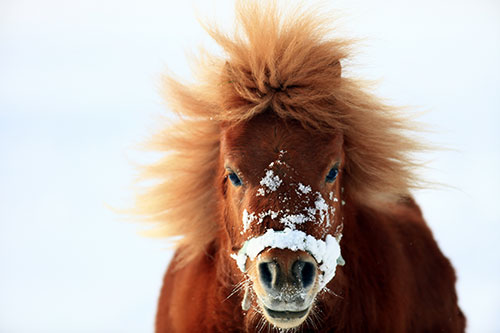 Ist gefrorenes Futter gefährlich für Pferde?