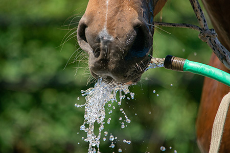Pferd trinkt aus Gartenschlauch